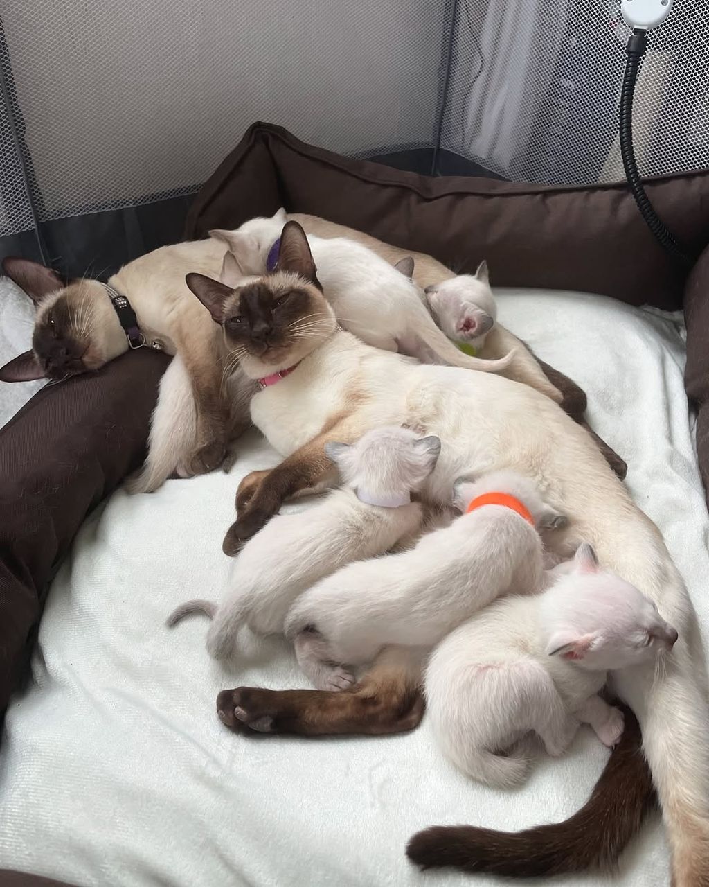 siamese kittens for sale